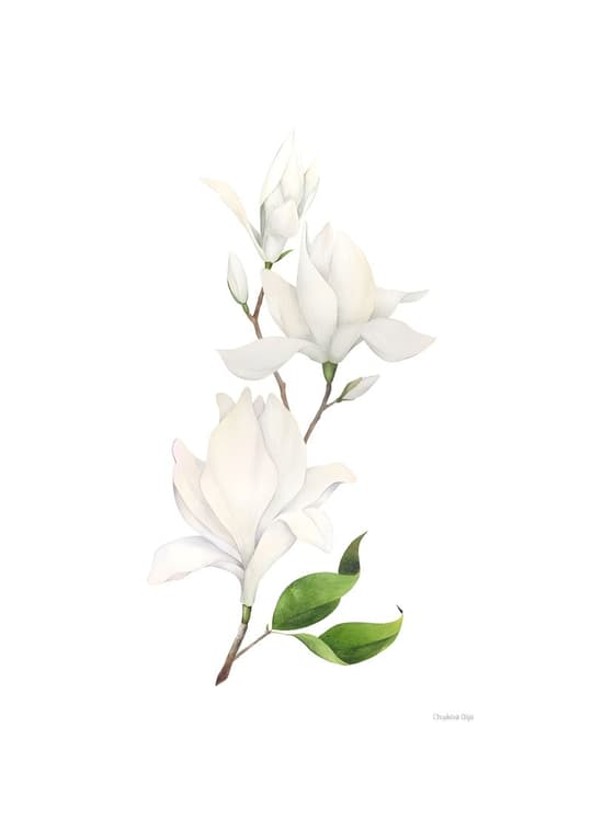 Chalonei Orchid