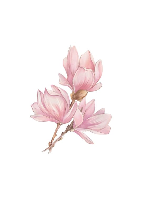 Pink Magnolia Branch