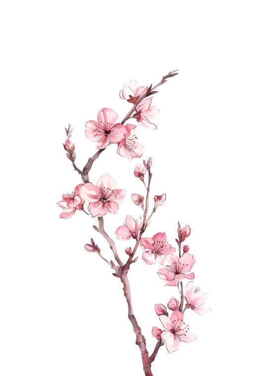 Cherry Blossom Branch
