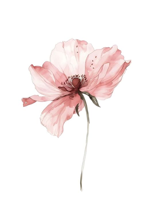 Delicate Pink Peony