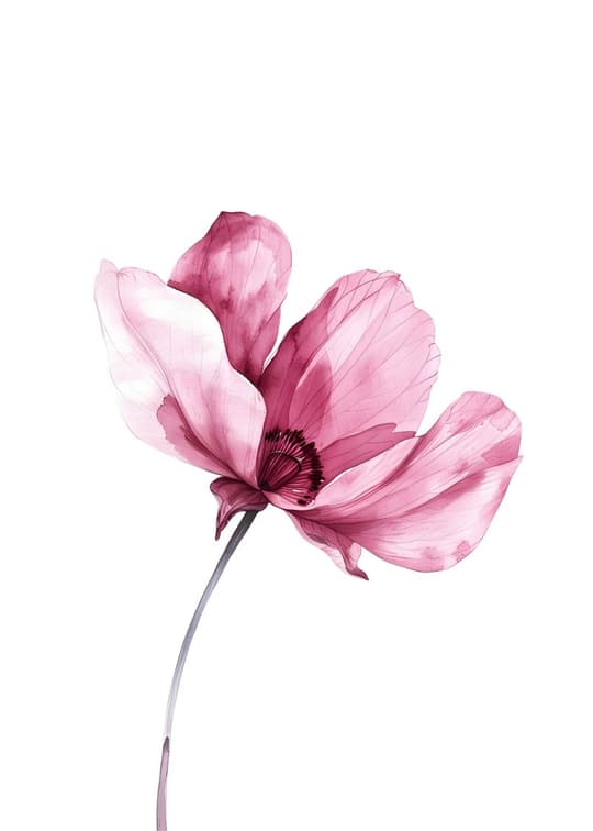 Pink Cosmos Bloom