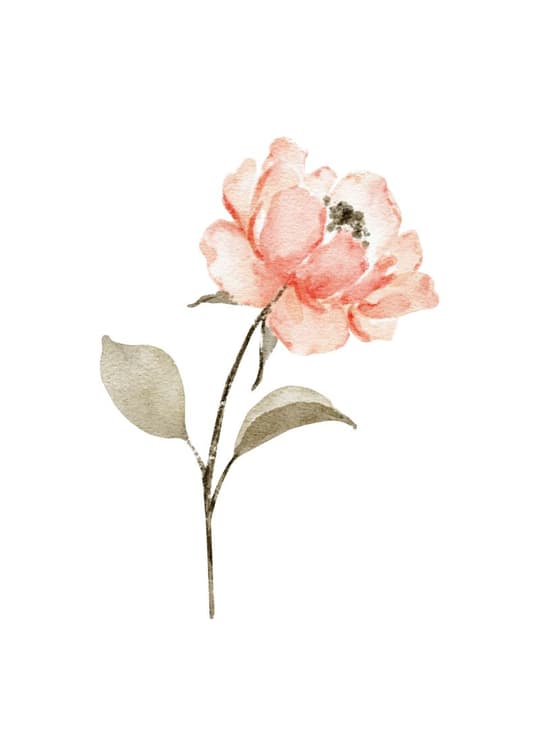 Delicate Rose Bloom