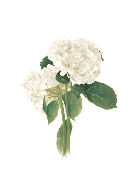 White Hydrangea Flowers