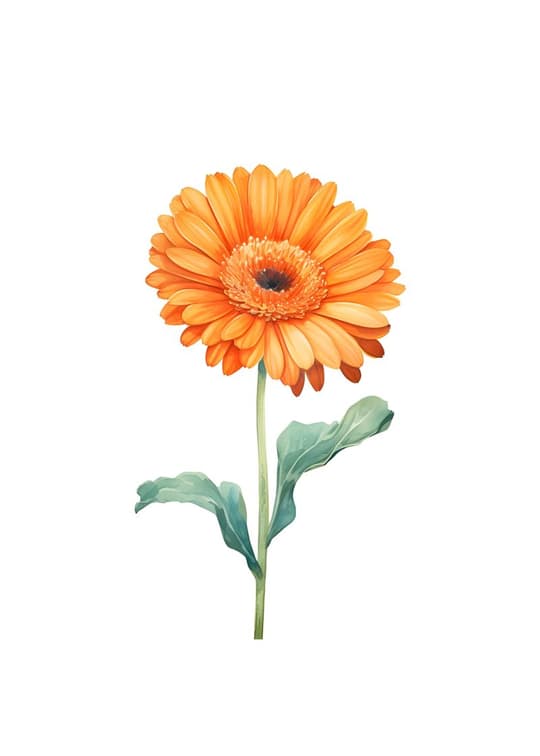 Orange Gerbera Daisy