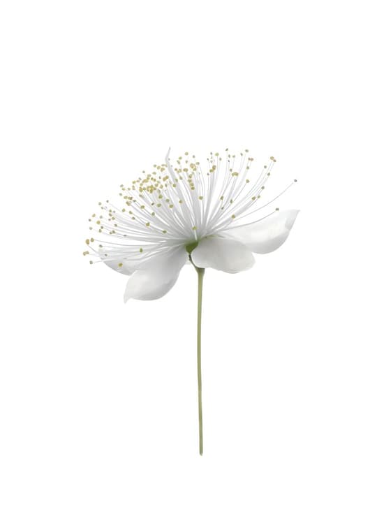 White Anemone Blossom