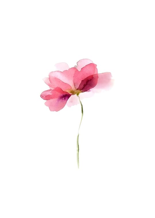 Pink Cosmos Bloom