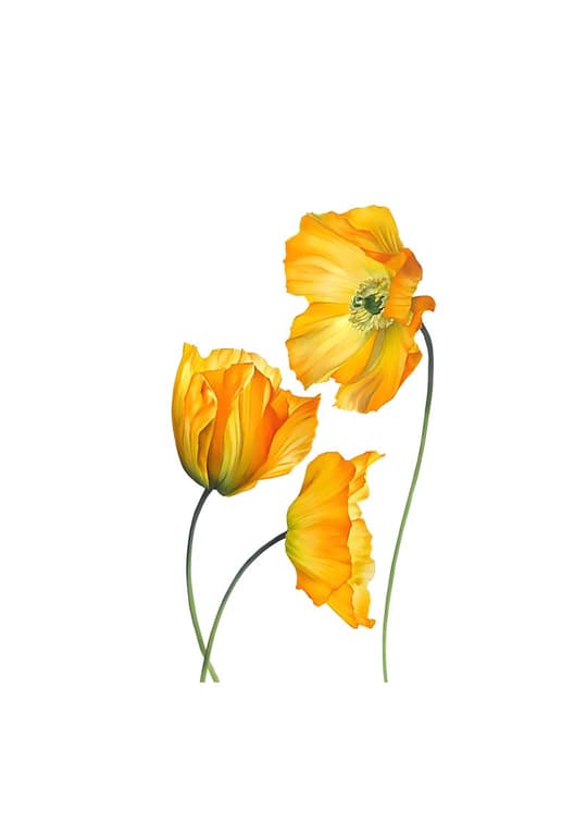 Golden Poppies Trio