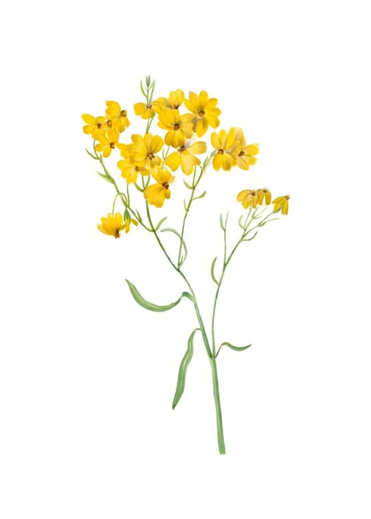 Yellow Wildflower Study