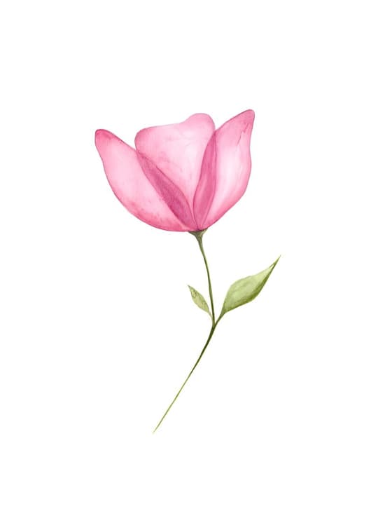 Pink Tulip Study