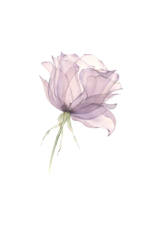 Lavender Rose