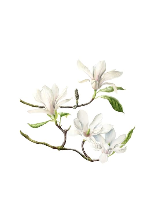 White Magnolia Branch