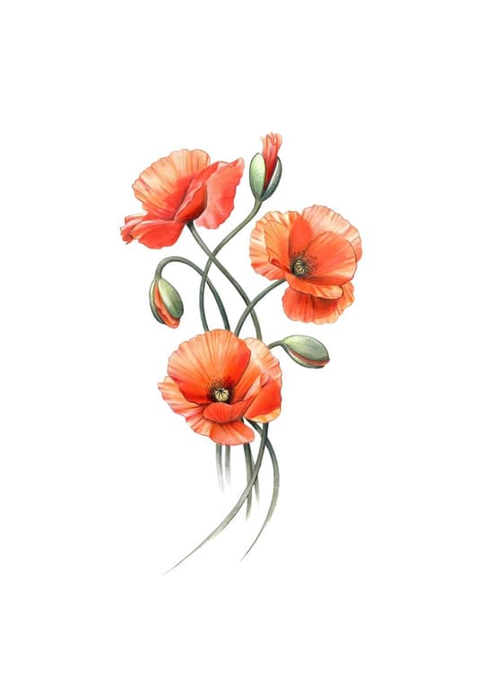 Red Poppies