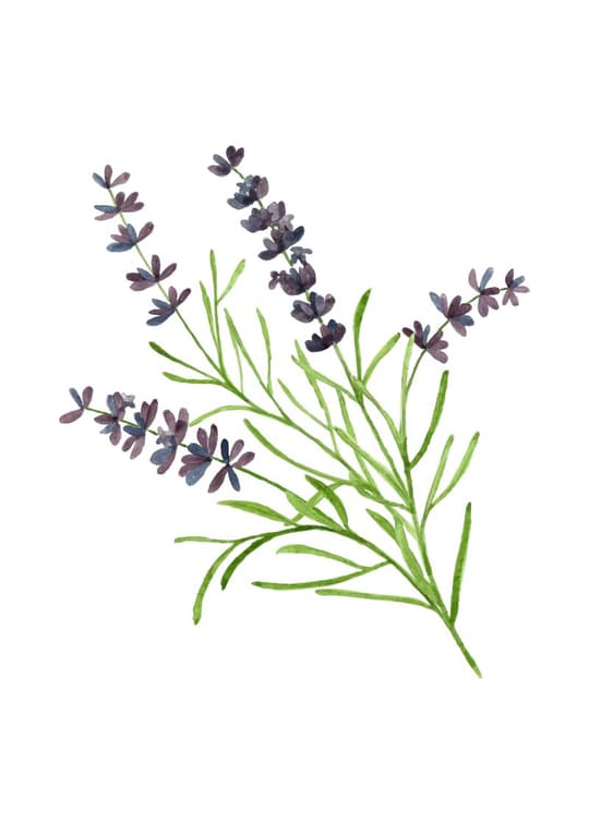 Lavender Sprigs