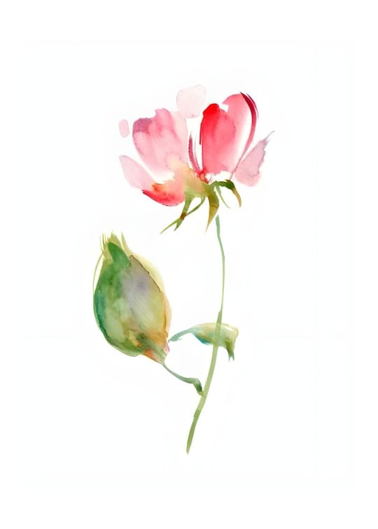 Pink Peony Blossom
