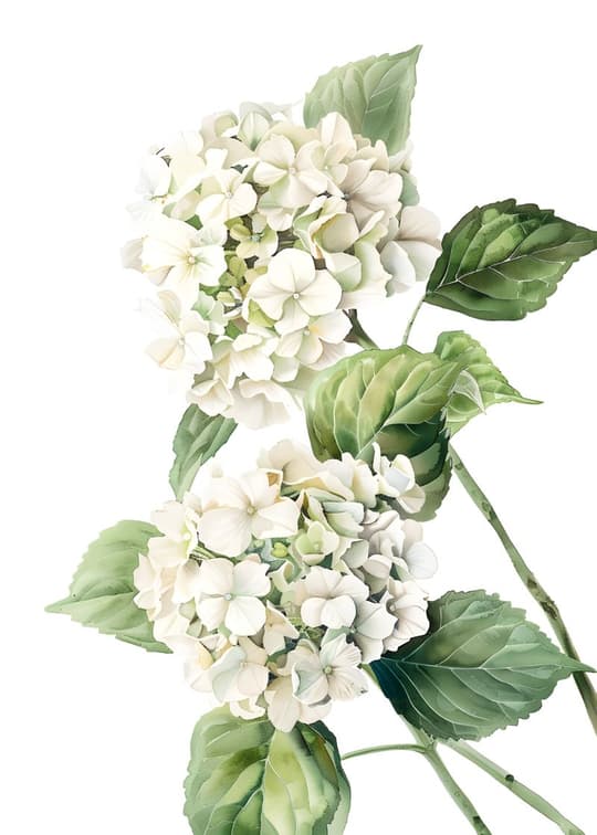 White Hydrangea Botanical