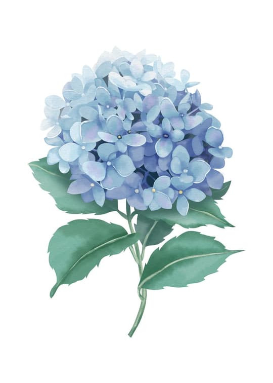 Blue Hydrangea Bloom