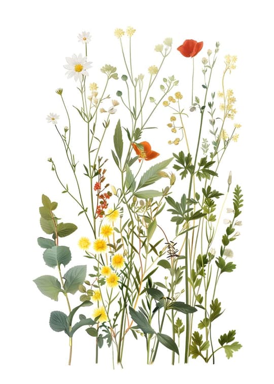 Wildflower Meadow