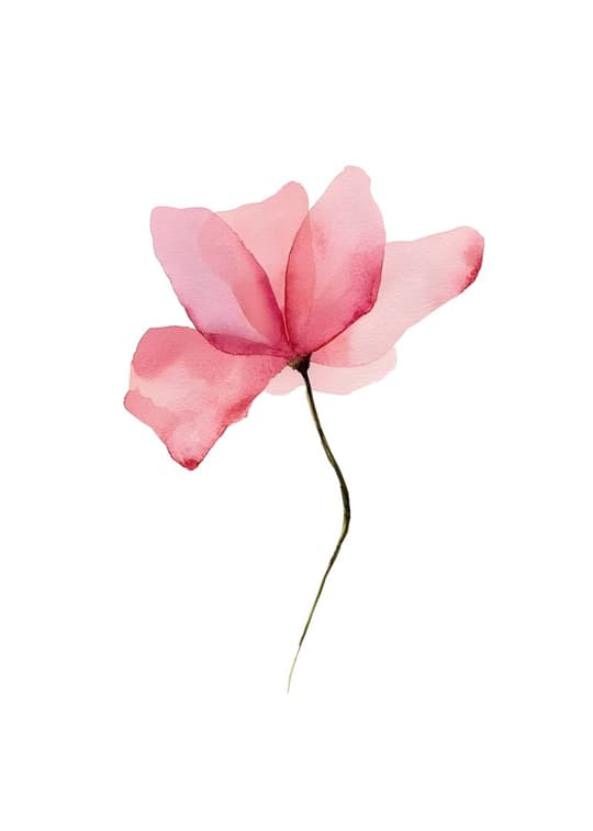 Pink Poppy