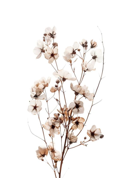 Dried Botanical Study