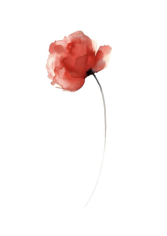 Red Poppy Bloom