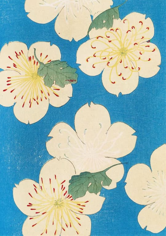 White Blossoms on Blue