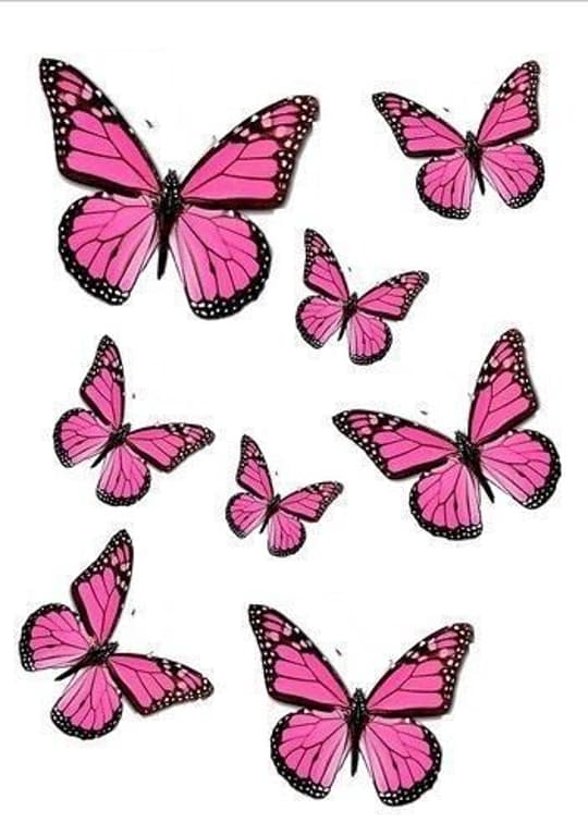 Pink Butterfly Garden