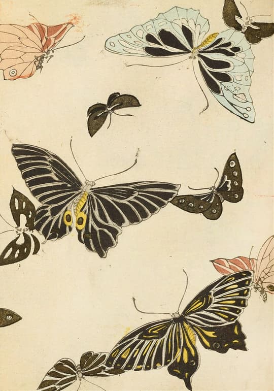 Butterflies Study