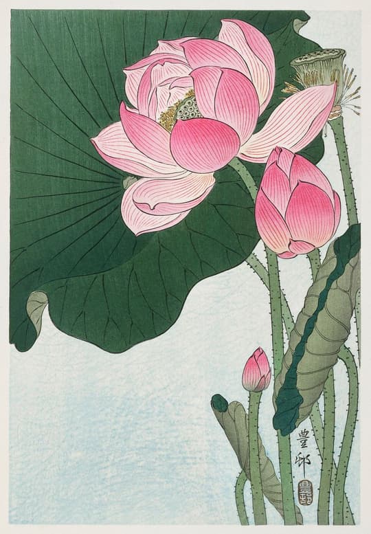 Pink Water Lily Bloom