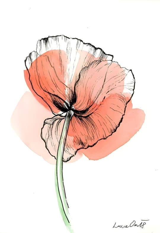 Coral Poppy