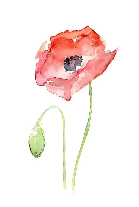 Red Poppy Bloom