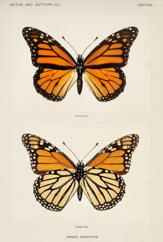 Danaus Archippus Butterfly Study