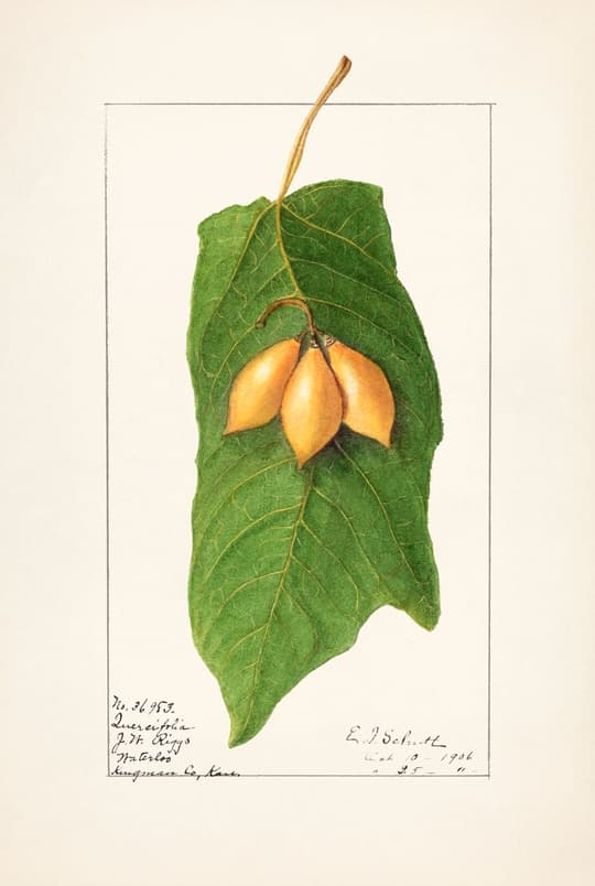 Golden Fruit Study