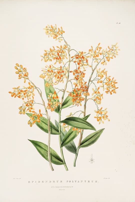 Epidendrum Polyanth