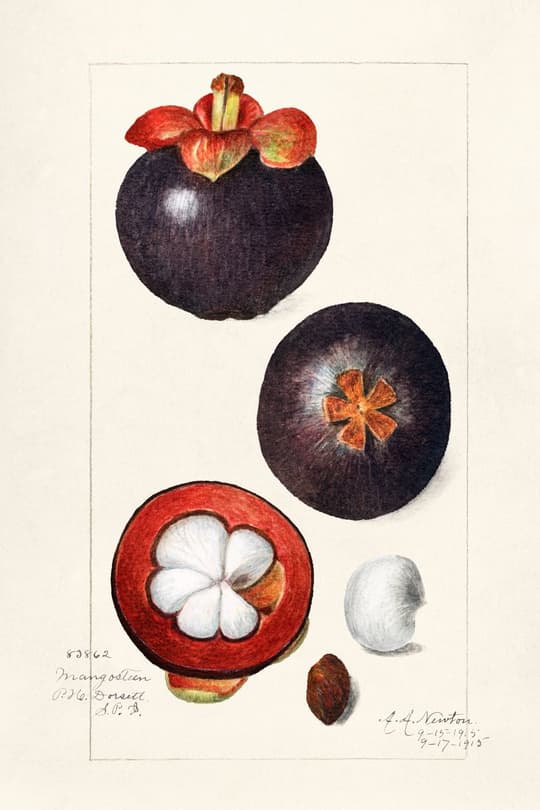 Mangosteen Studies