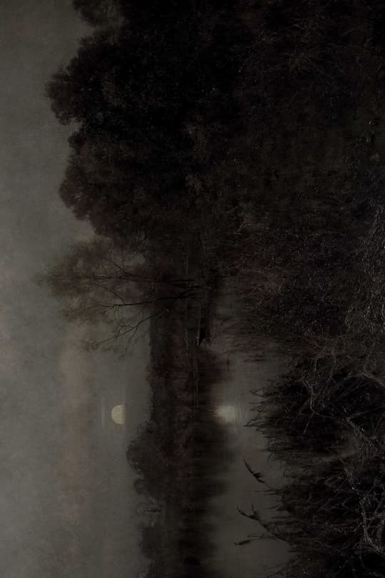 Misty Forest Path