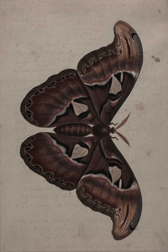 Dark Wings Specimen Study