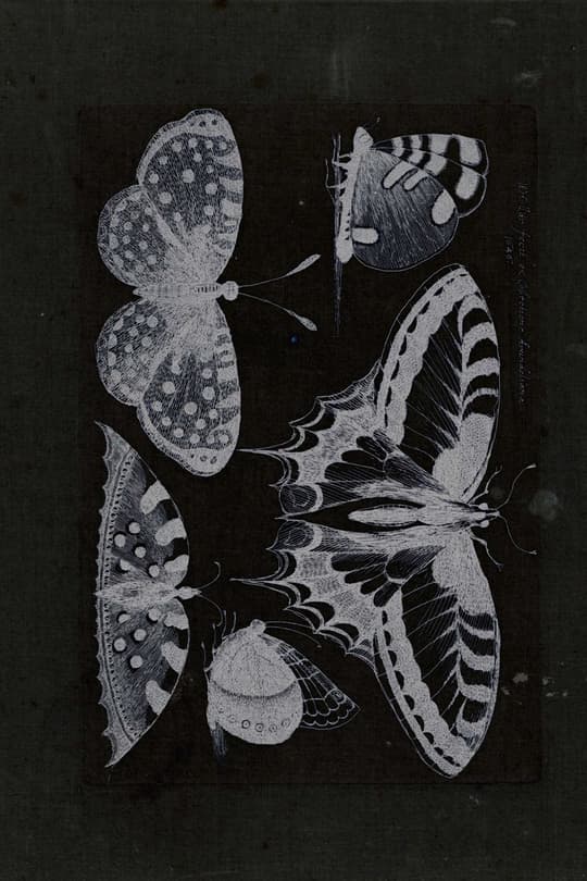 Butterfly Study