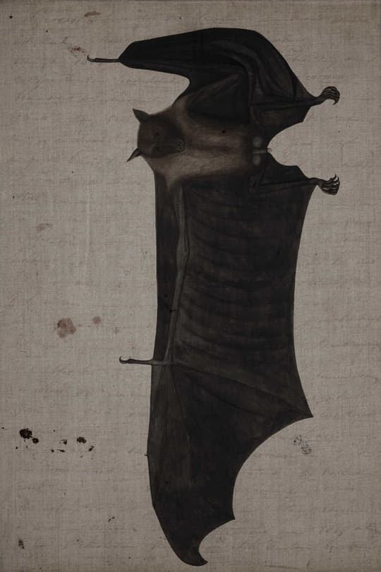 Bat Study