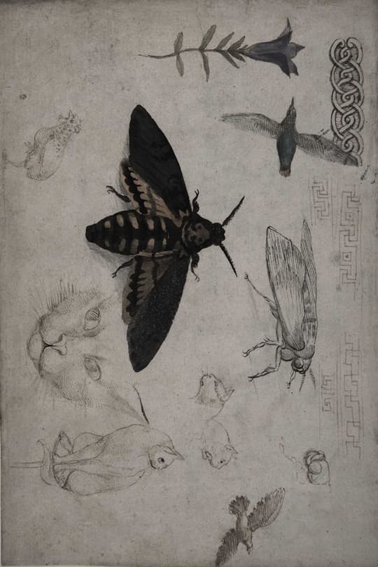 Natural History Study: Insects & Fish