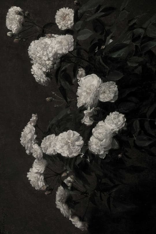 White Roses on Dark