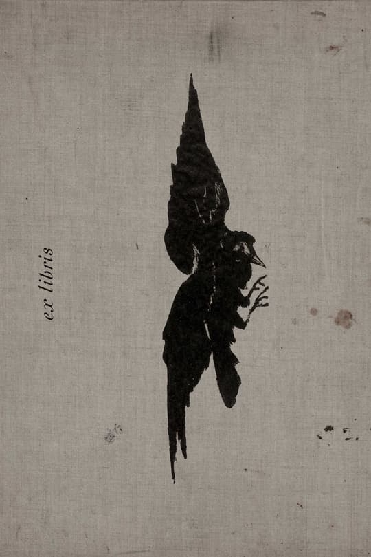 Crested Bird in Flight