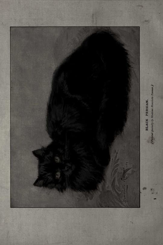 Black Persian