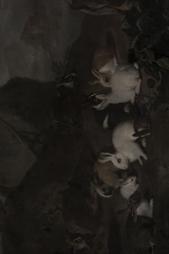 Rabbits in Shadows