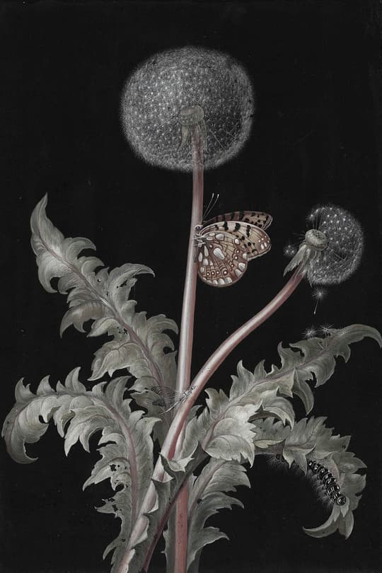 Dandelion with Butterfly