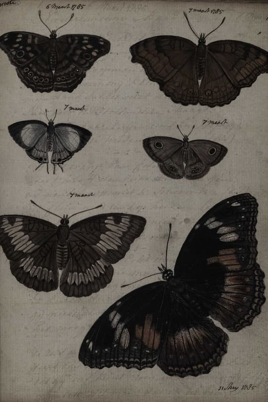 Butterfly Study, 1805