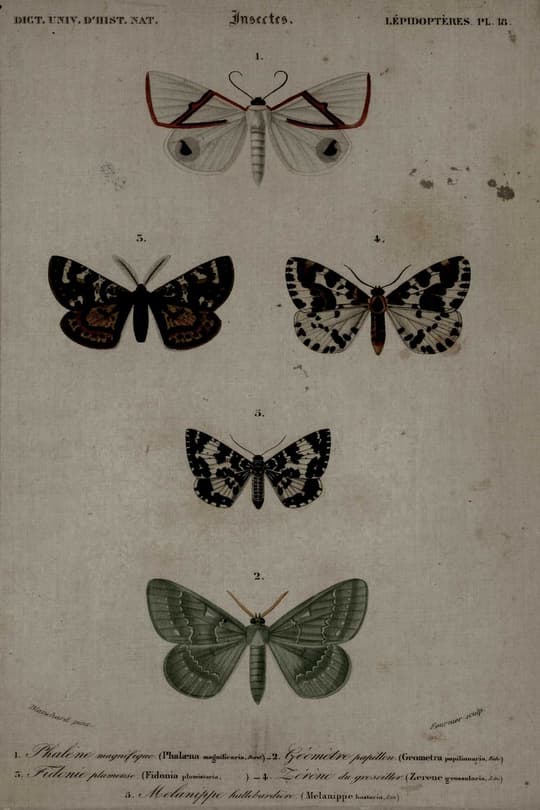 Insecta: Lepidoptères (Butterflies)