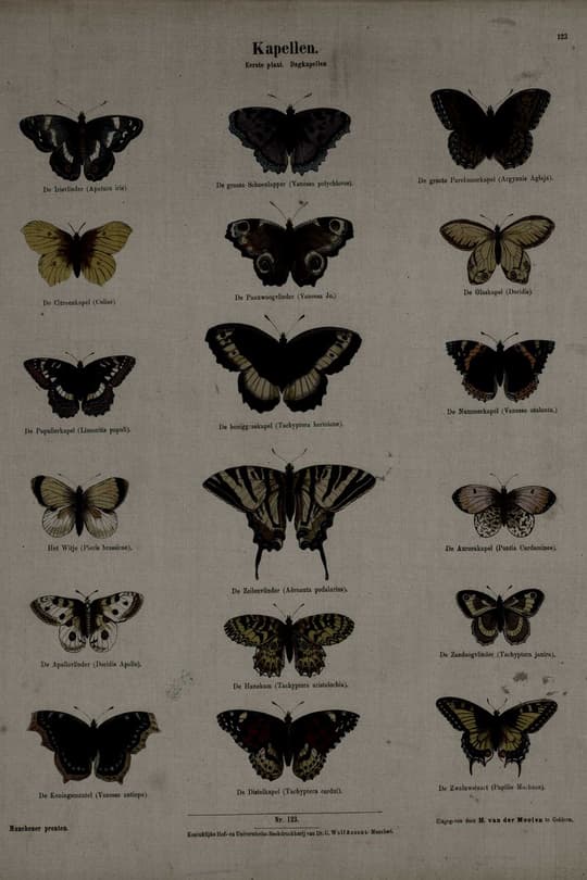 Kapellen - Butterfly Collection