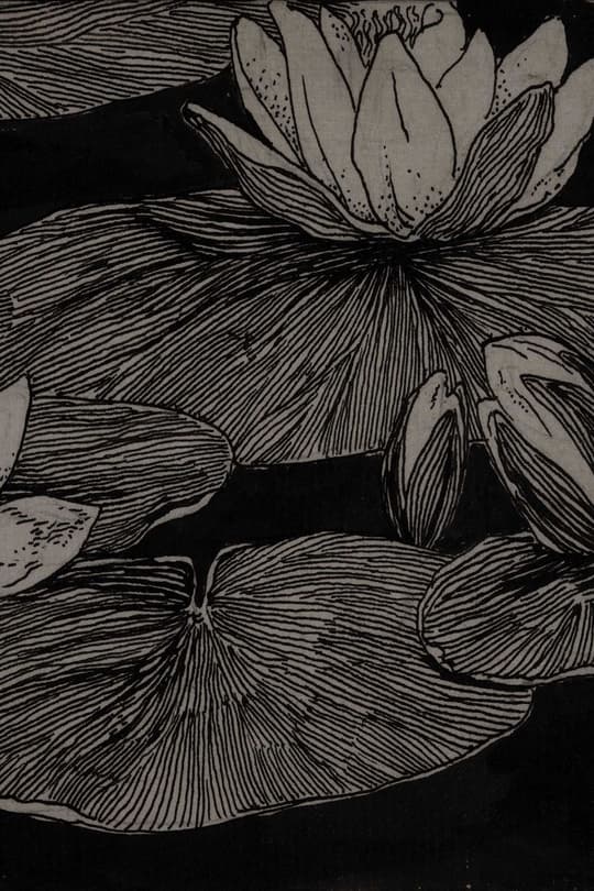 Water Lily Study