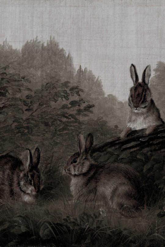 Woodland Hares