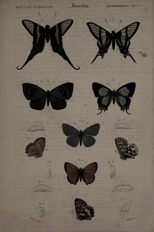 Lepidoptera - Insects Plate 5